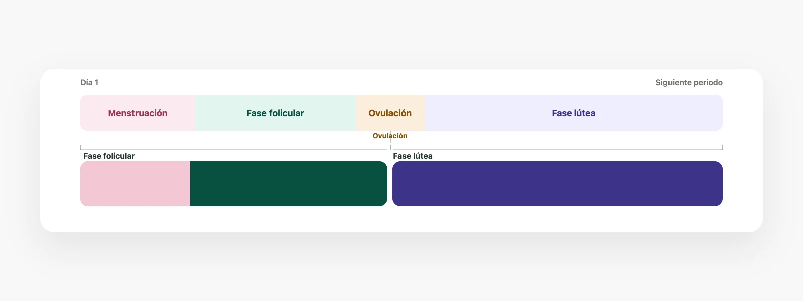 Dos fases ováricas: el sangrado está dentro de la fase folicular y la ovulación marca el paso a la fase lútea. Arriba aparecen los cuatro nombres del calendario.